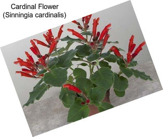 Cardinal Flower (Sinningia cardinalis)