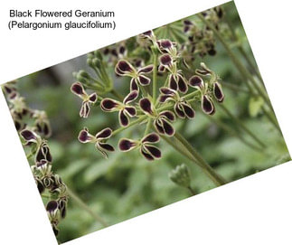 Black Flowered Geranium (Pelargonium glaucifolium)