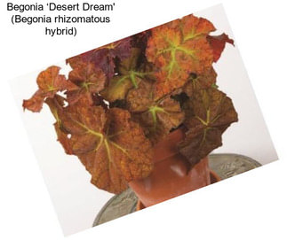 Begonia ‘Desert Dream\' (Begonia rhizomatous hybrid)