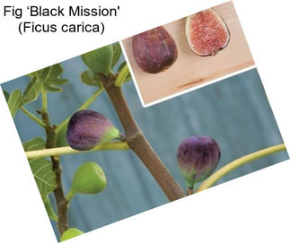 Fig ‘Black Mission\' (Ficus carica)