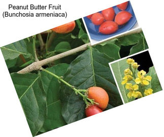 Peanut Butter Fruit (Bunchosia armeniaca)