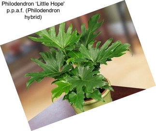 Philodendron ‘Little Hope\' p.p.a.f. (Philodendron hybrid)
