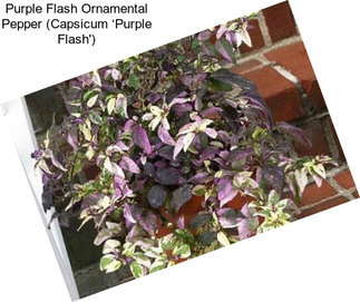 Purple Flash Ornamental Pepper (Capsicum ‘Purple Flash\')