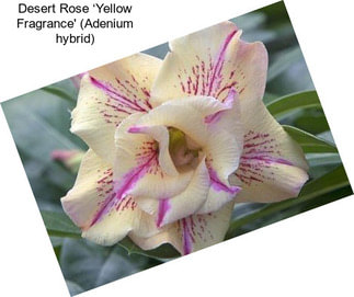 Desert Rose ‘Yellow Fragrance\' (Adenium hybrid)