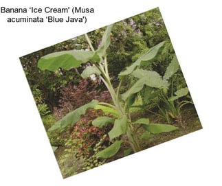 Banana ‘Ice Cream\' (Musa acuminata ‘Blue Java\')