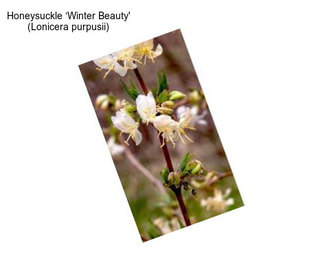Honeysuckle ‘Winter Beauty\' (Lonicera purpusii)
