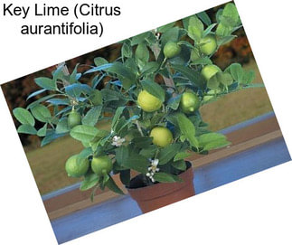 Key Lime (Citrus aurantifolia)