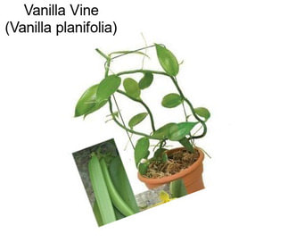 Vanilla Vine (Vanilla planifolia)