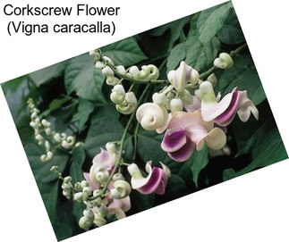 Corkscrew Flower (Vigna caracalla)