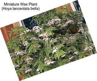 Miniature Wax Plant (Hoya lanceolata bella)