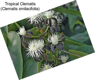 Tropical Clematis (Clematis smilacifolia)