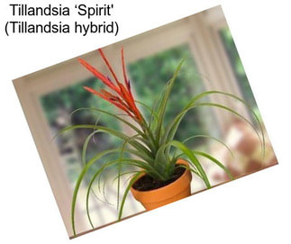 Tillandsia ‘Spirit\' (Tillandsia hybrid)