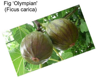 Fig ‘Olympian\' (Ficus carica)