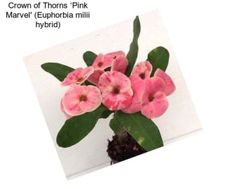 Crown of Thorns ‘Pink Marvel\' (Euphorbia milii hybrid)