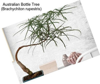 Australian Bottle Tree (Brachychiton rupestris)