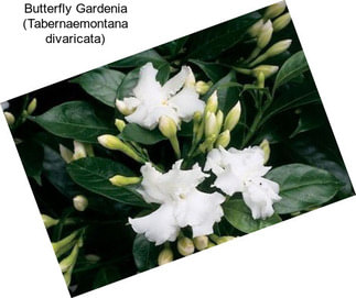 Butterfly Gardenia (Tabernaemontana divaricata)
