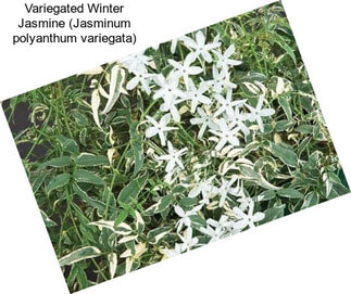Variegated Winter Jasmine (Jasminum polyanthum variegata)