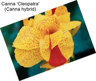 Canna ‘Cleopatra\' (Canna hybrid)