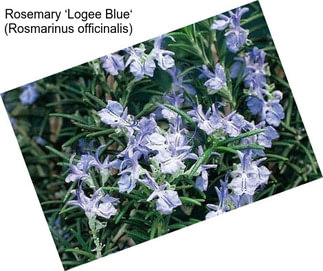 Rosemary ‘Logee Blue‘ (Rosmarinus officinalis)