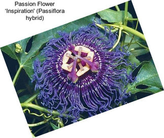 Passion Flower ‘Inspiration\' (Passiflora hybrid)