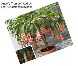 Angel\'s Trumpet ‘Audrey Lea\' (Brugmansia hybrid)