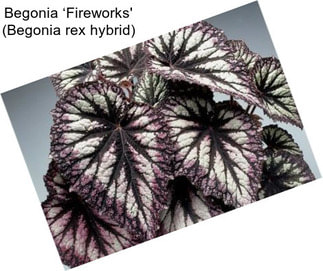 Begonia ‘Fireworks\' (Begonia rex hybrid)