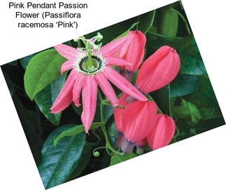 Pink Pendant Passion Flower (Passiflora racemosa ‘Pink\')