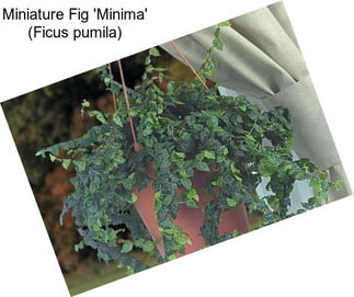 Miniature Fig \'Minima\' (Ficus pumila)