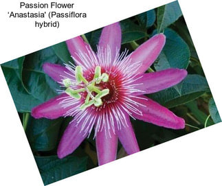 Passion Flower ‘Anastasia\' (Passiflora hybrid)