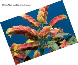 Shrimp Plant (Justicia brandegeana)