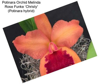 Potinara Orchid Melinda Rose Funke ‘Christy\' (Potinara hybrid)
