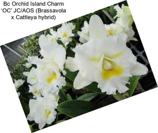 Bc Orchid Island Charm ‘OC\' JC/AOS (Brassavola x Cattleya hybrid)