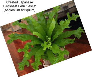 Crested Japanese Birdsnest Fern ‘Leslie\' (Asplenium antiquum)