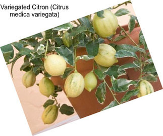 Variegated Citron (Citrus medica variegata)