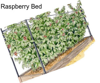 Raspberry Bed