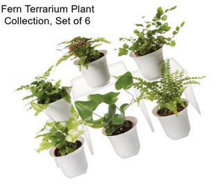 Fern Terrarium Plant Collection, Set of 6