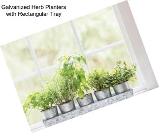 Galvanized Herb Planters with Rectangular Tray