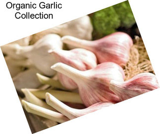 Organic Garlic Collection