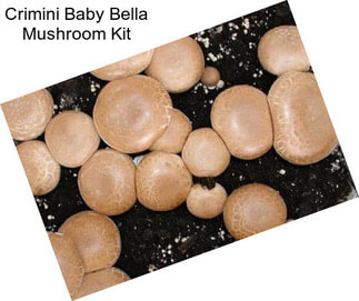 Crimini Baby Bella Mushroom Kit