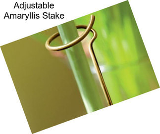 Adjustable Amaryllis Stake