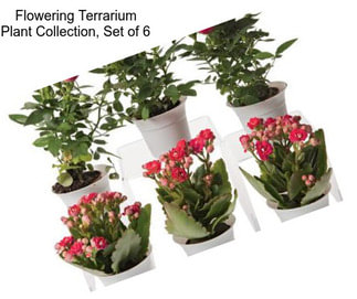 Flowering Terrarium Plant Collection, Set of 6