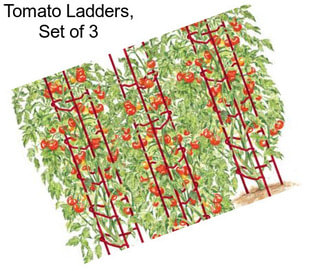 Tomato Ladders, Set of 3