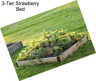 3-Tier Strawberry Bed