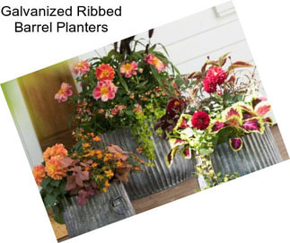 Galvanized Ribbed Barrel Planters