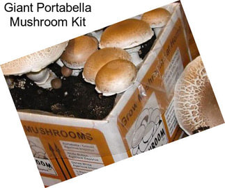 Giant Portabella Mushroom Kit