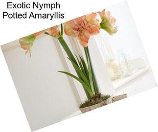 Exotic Nymph Potted Amaryllis