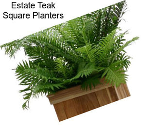 Estate Teak Square Planters