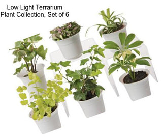 Low Light Terrarium Plant Collection, Set of 6