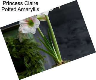 Princess Claire Potted Amaryllis