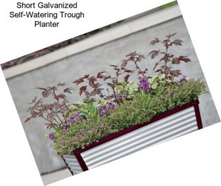 Short Galvanized Self-Watering Trough Planter